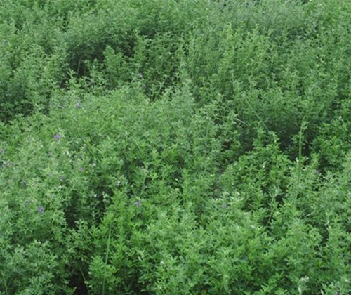 煙臺草坪種子.jpg 煙臺草坪種子.jpg